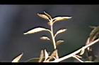 鄧氏胡頹子-幼葉1.jpg