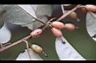 鄧氏胡頹子-紅實01.jpg
