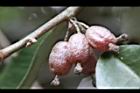 鄧氏胡頹子-紅實09.jpg