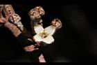 鄧氏胡頹子-花02.jpg