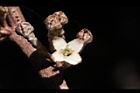 鄧氏胡頹子-花05.jpg