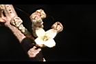 鄧氏胡頹子-花10.jpg