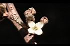 鄧氏胡頹子-花14.jpg