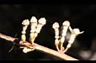 鄧氏胡頹子-花苞13.jpg