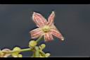 酒瓶樹-花00.JPG