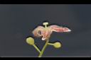 酒瓶樹-花11.JPG