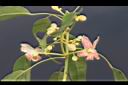 酒瓶樹-花序03.JPG