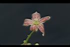 酒瓶樹-花05.JPG