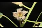 酒瓶樹-花24.JPG