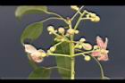 酒瓶樹-花序06.JPG