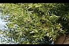 酒瓶樹-葉04.jpg