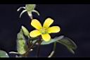 酢漿草-花00.JPG