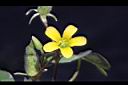 酢漿草-花01.JPG