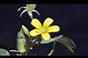 酢漿草-花02.JPG