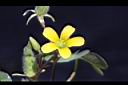 酢漿草-花03.JPG