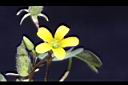 酢漿草-花04.JPG