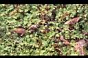 酢漿草26.JPG