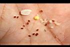 酢漿草-種子04.JPG