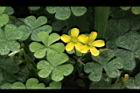 酢漿草-花30.jpg