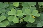 酢漿草-葉10.jpg