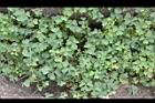 酢漿草12.JPG