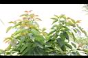 酪梨05.JPG