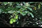 酪梨-實16.JPG
