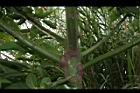 酪梨-枝02.JPG