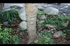 酪梨-莖07.JPG
