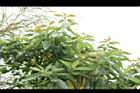 酪梨07.JPG