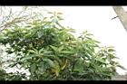 酪梨08.JPG