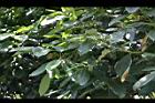 酪梨10.jpg