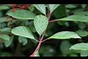 醉嬌花-葉序3.jpg