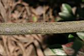 醉嬌花-莖1.jpg