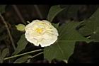 醉芙蓉-花12.JPG