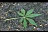 醉蝶花-葉正.jpg