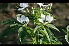 醉蝶花-花00.jpg