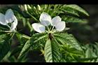 醉蝶花-花03.jpg