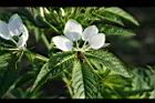 醉蝶花-花04.jpg