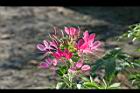 醉蝶花-花09.jpg