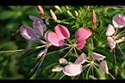 醉蝶花-花13.jpg