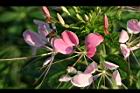 醉蝶花-花14.jpg