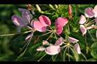 醉蝶花-花15.jpg
