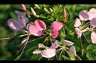醉蝶花-花16.jpg
