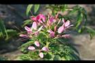 醉蝶花-花18.jpg
