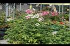 醉蝶花01.jpg