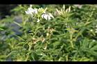 醉蝶花03.jpg