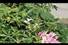 醉蝶花04.jpg