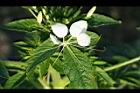 醉蝶花11.jpg