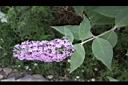 醉魚草-花01.JPG